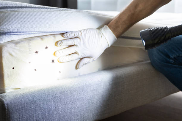 Best Mosquito Control Services  in Pataskala, OH